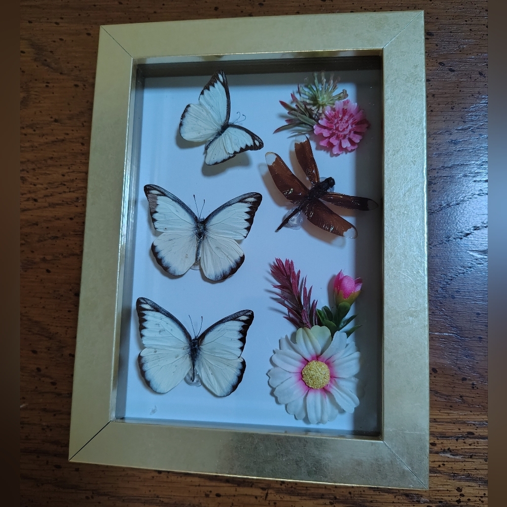 Three real butterflies and dragongly framed picture